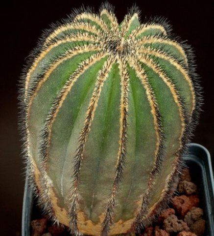 Uebelmannia_pectinifera_6